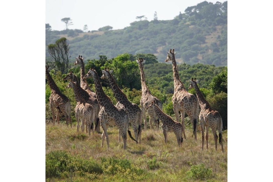 0 Bedroom Property for Sale in Royalston Residential Estate and Wildlife Reserve Eastern Cape
